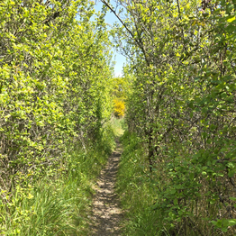 A narrow path through scrubby trees, with fresh spring leaves, and some bright yellow flowers of broom in the distance