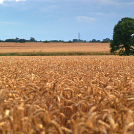 Wheat fields with different depth of field