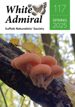 White Admiral 117 Cover image