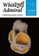 White Admiral 118 Cover image